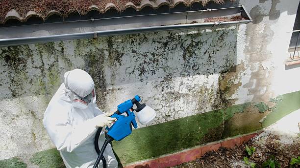 Trusted Attic Mold Removal service in Zebulon, NC - Cheap Mold Removal